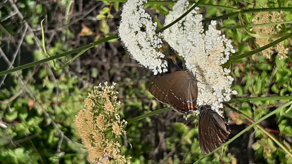 Satyrium ilicis (Lycaenidae)