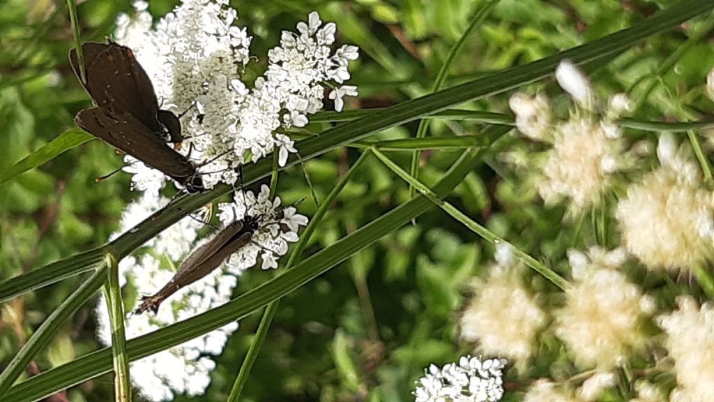 Satyrium ilicis (Lycaenidae)