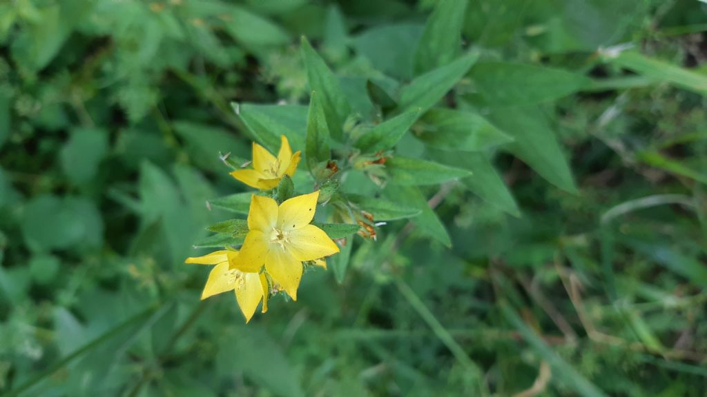 Sspontanea?   S, Lysimachia punctata (Primulaceae)