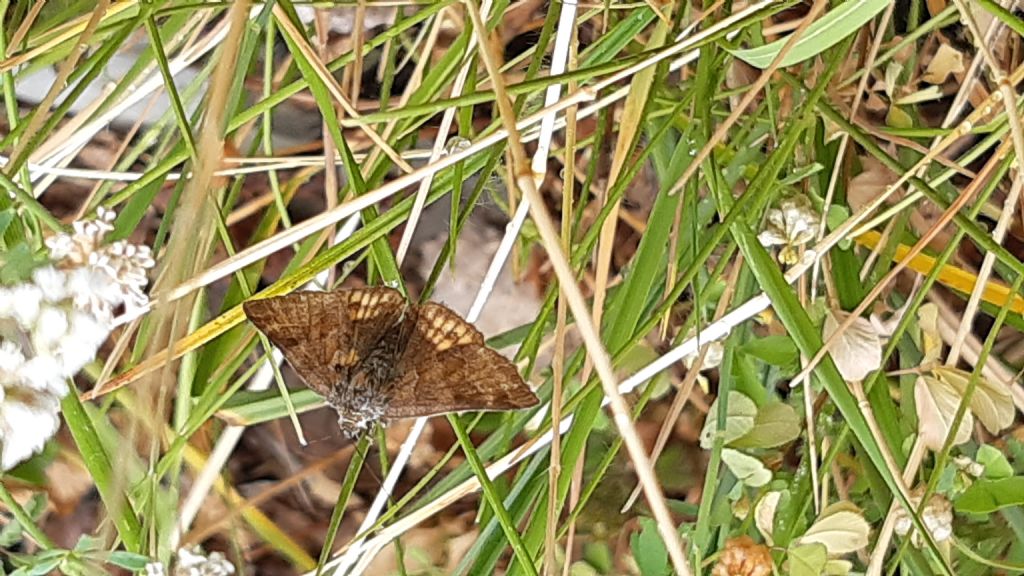 Euclidia glyphica (Erebidae)