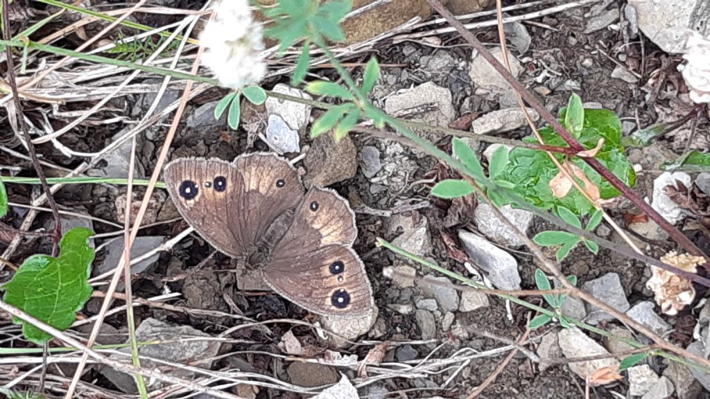 Nymphalidae?  Satyrus ferula, femmina (Nymphalidae Satyrinae)