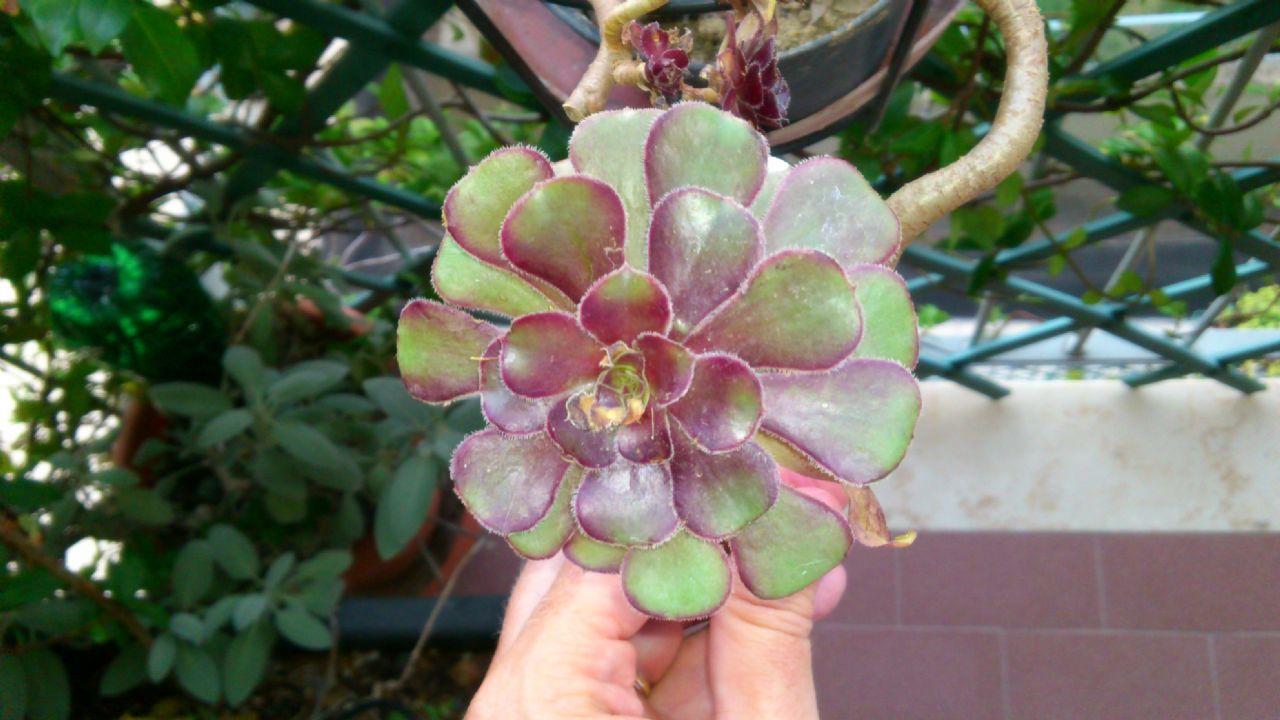 Aeonium arboreum var. atropurpureum
