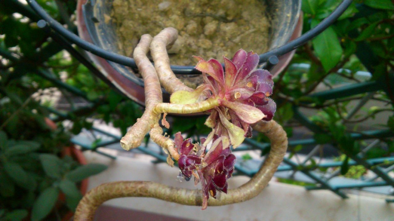 Aeonium arboreum var. atropurpureum