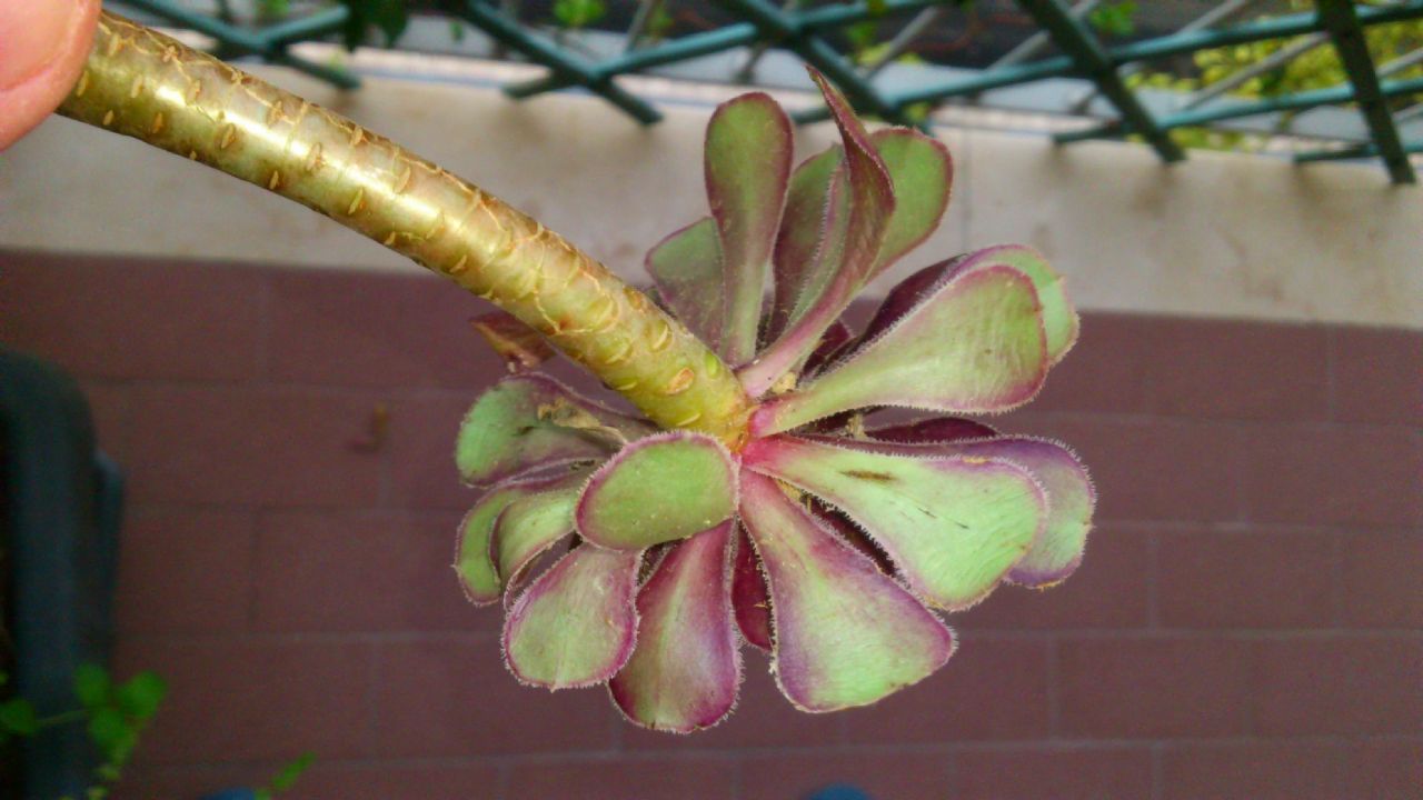 Aeonium arboreum var. atropurpureum