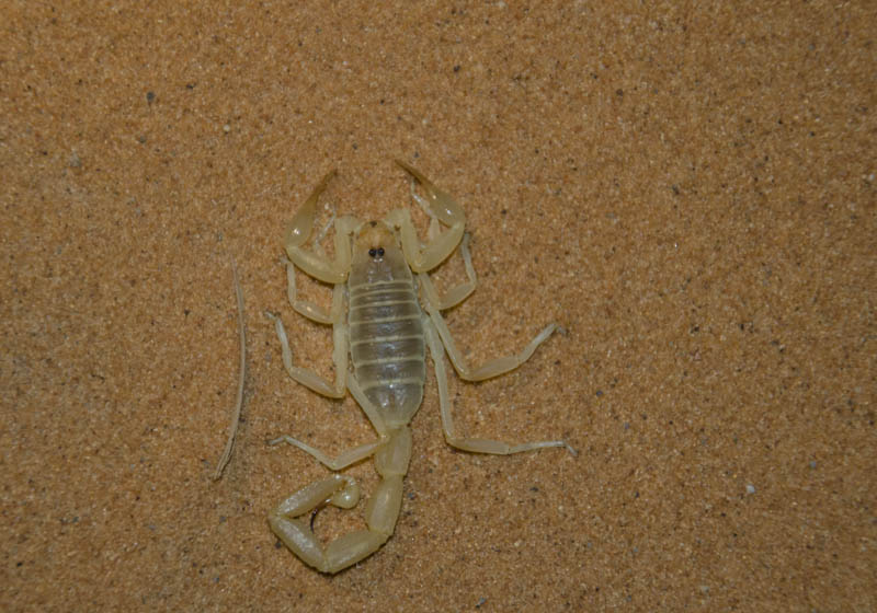 Marocco: Id Scorpioni