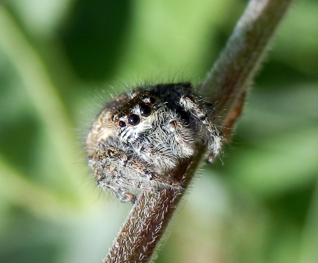 Philaeus chrysops - Sutri (VT)