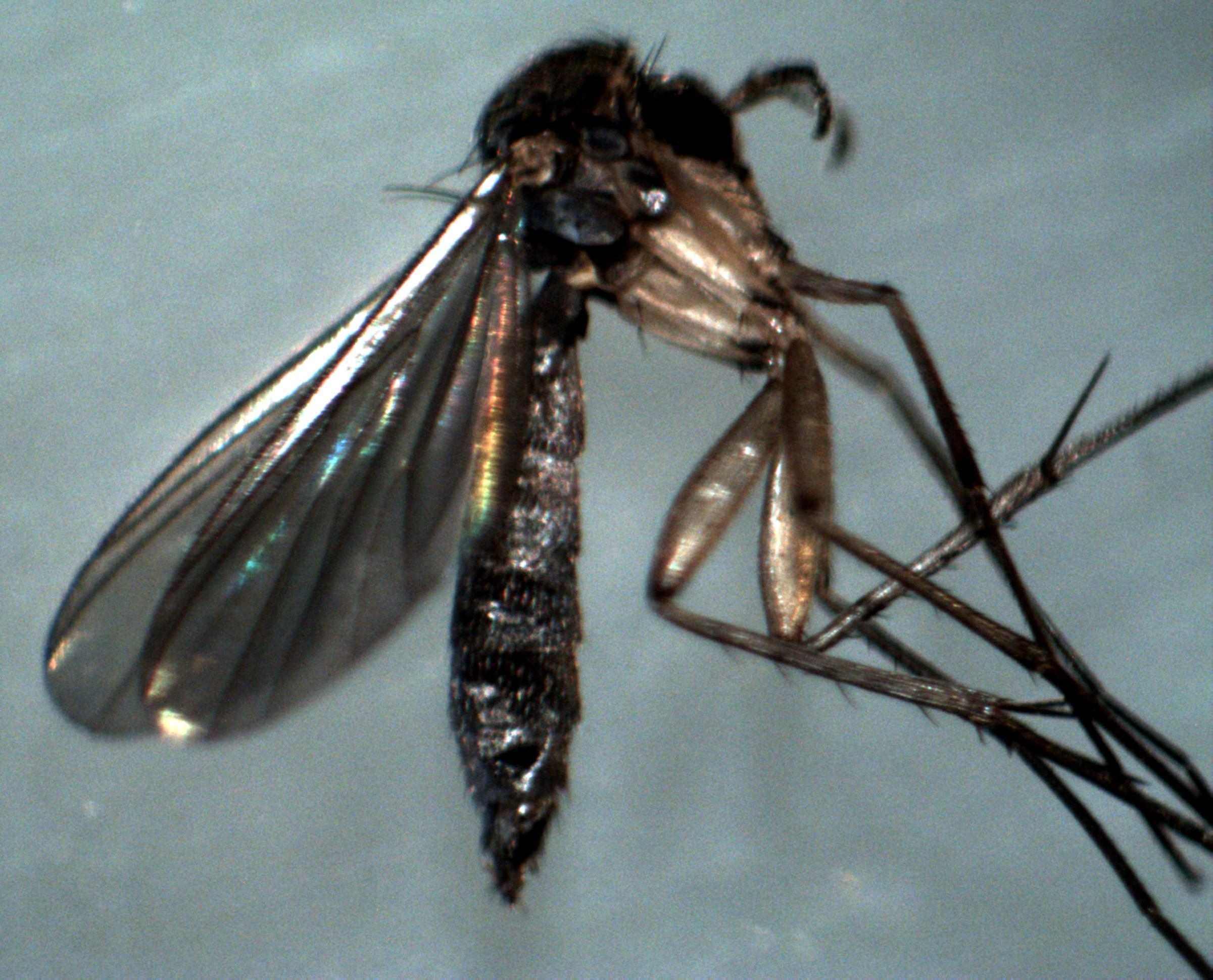 Pupe e adulti di Ceratopogonidae