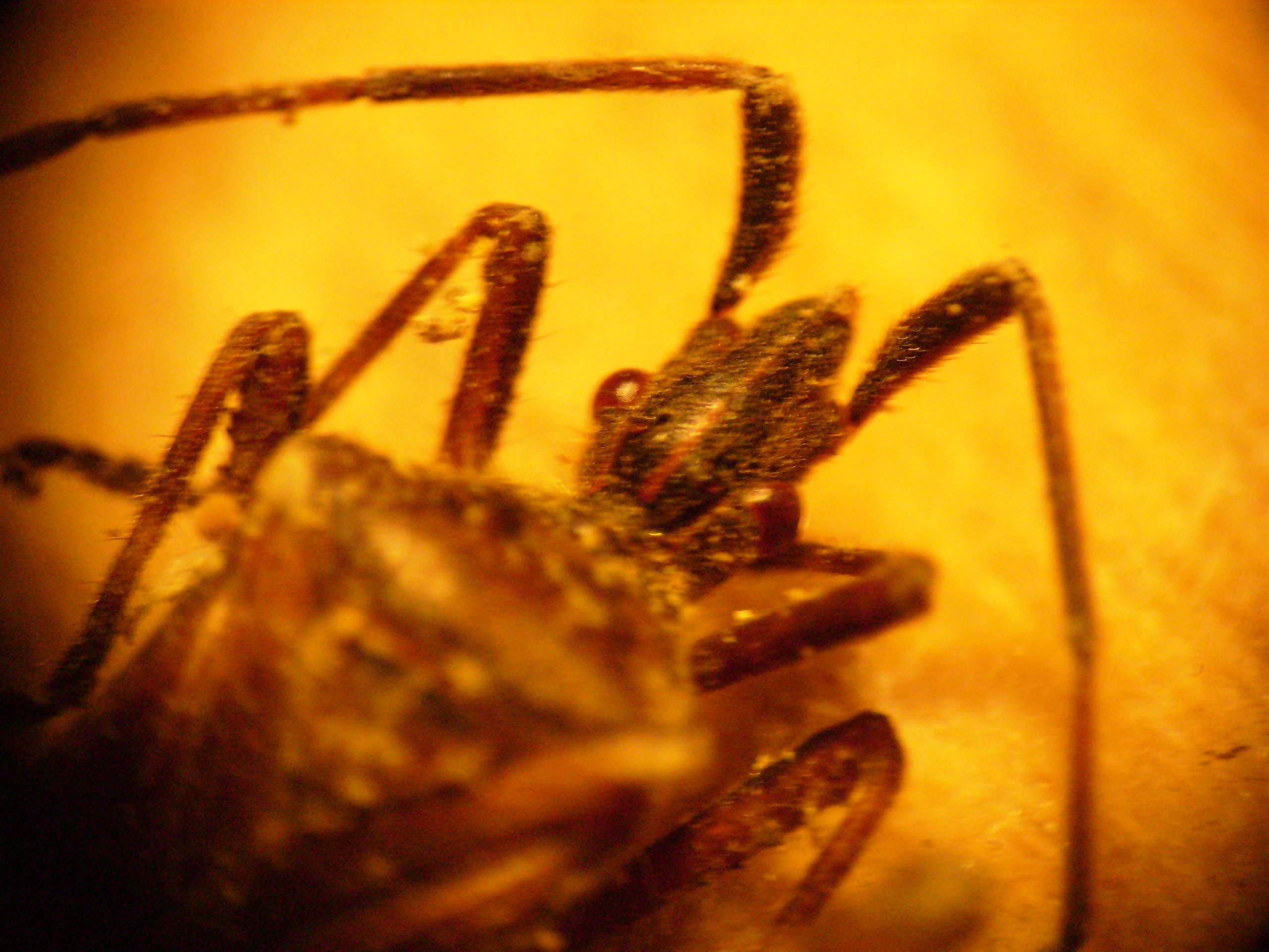 Coreidae: Leptoglossus occidentalis nei mobili di casa
