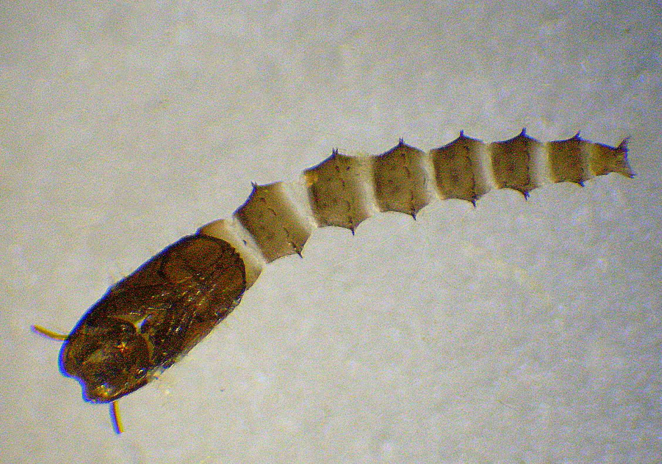 Pupe e adulti di Ceratopogonidae