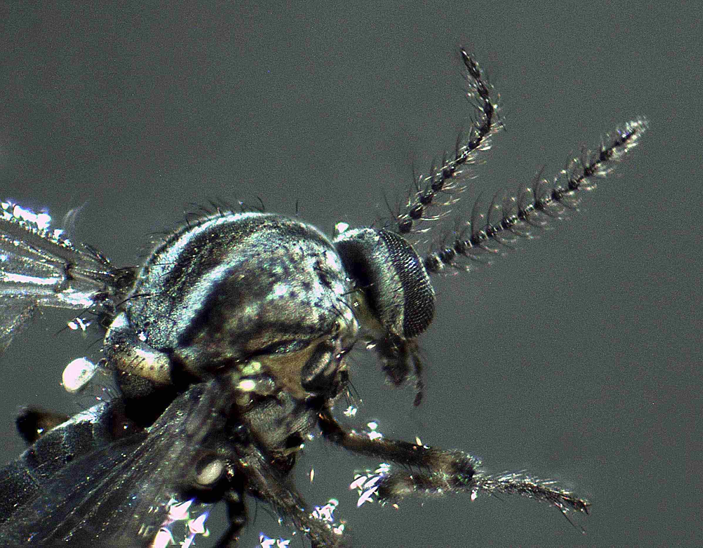 Pupe e adulti di Ceratopogonidae