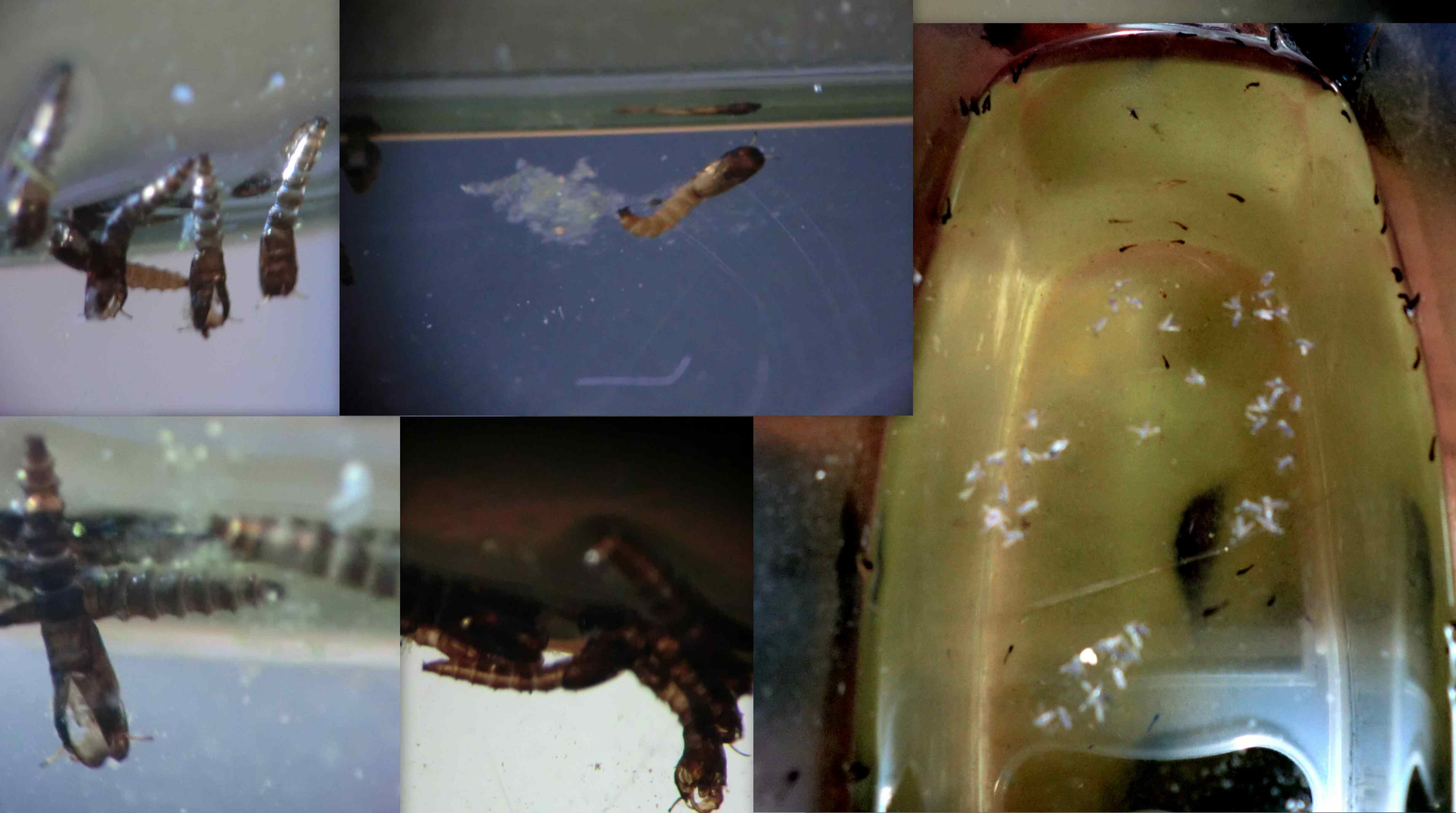 Pupe e adulti di Ceratopogonidae