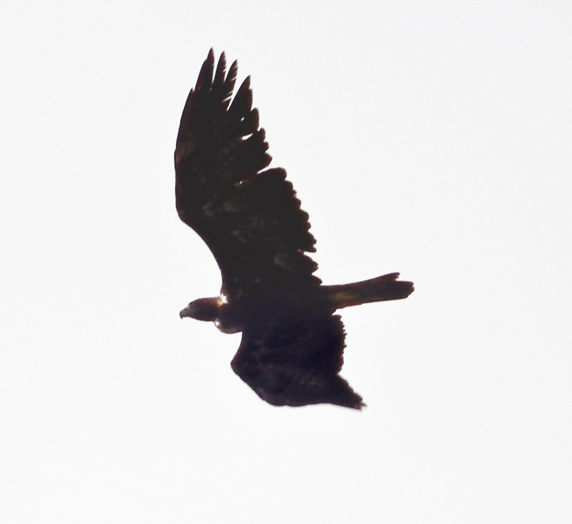 Rapace sconosciuto
