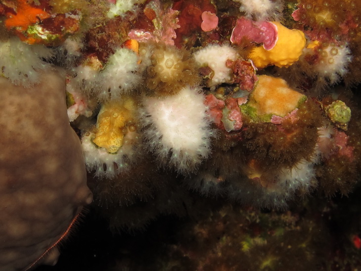 Madracis pharensis