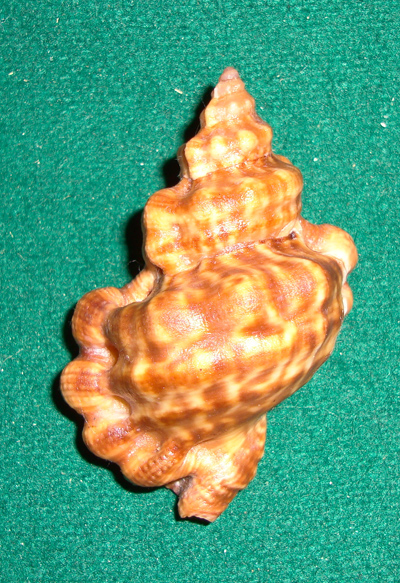 Gibbula umbilicaris