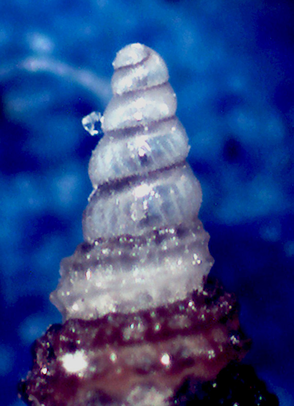 Cerithiopsis da determinare