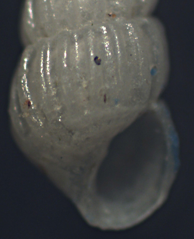 Chrysallida da identificare