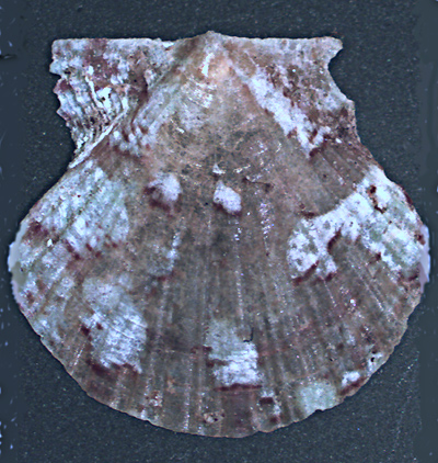 Clamys da riconoscere