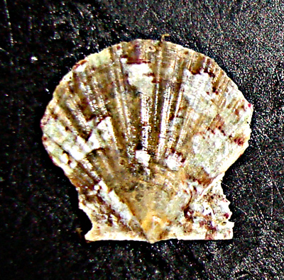 Clamys da riconoscere