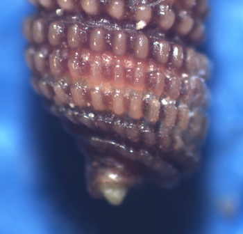 Monophorus thiriotae?