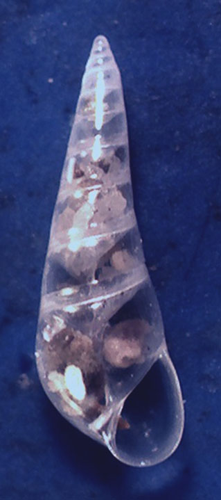 Eulimidae da identificare