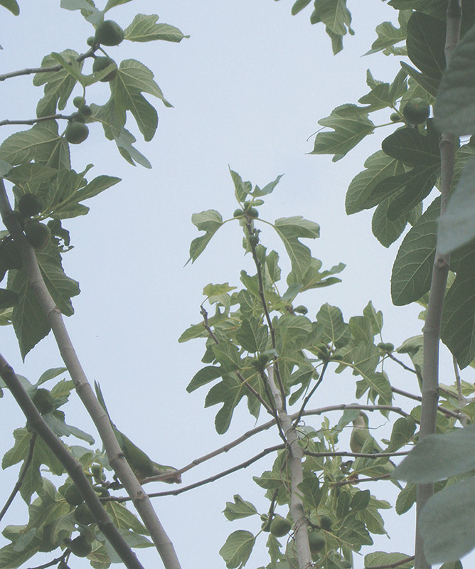 Varie colonie di pappagalli Parrocchetto presenti a Roma