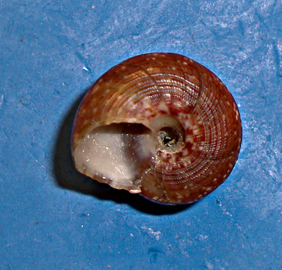 Gibbula umbilicaris