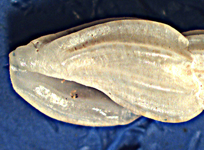 Mangelia unifasciata