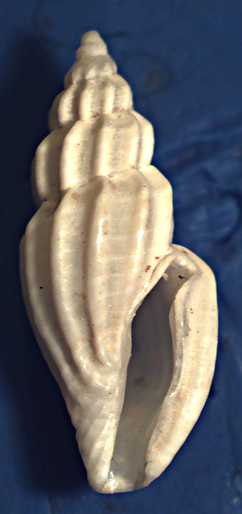 Mangelia unifasciata