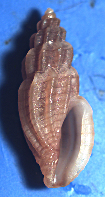Mangelia unifasciata