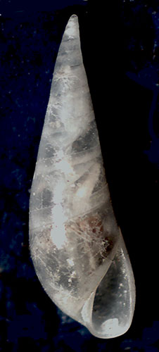 Melanella monterosatoi?