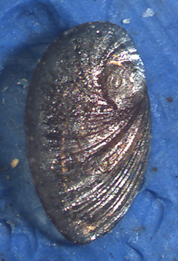 Cerithium da identificare