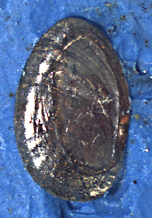 Cerithium da identificare