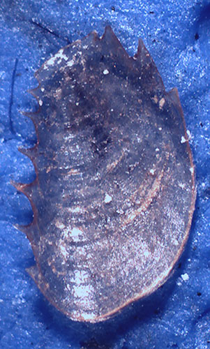 Nassarius da identificare