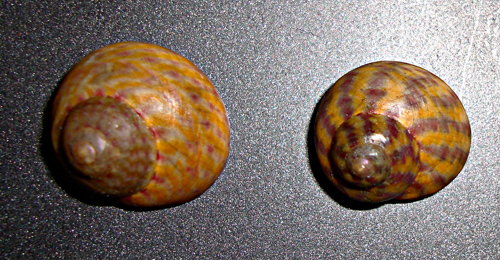 Trochidae ? = Gibbula varia