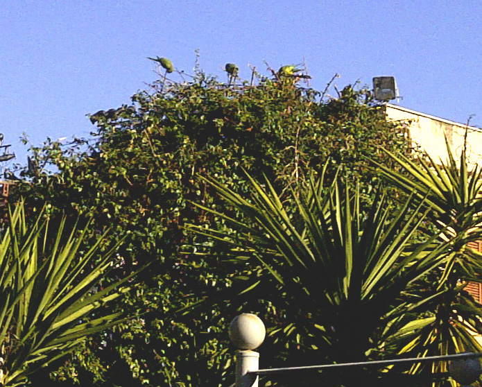 Varie colonie di pappagalli Parrocchetto presenti a Roma