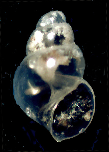 Setia da identificare