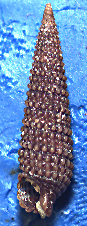 Monophorus thiriotae?