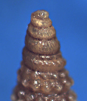 Monophorus thiriotae?