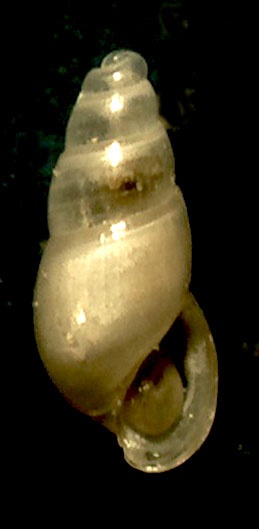 Da identificare = Odostomia erjaveciana