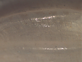 Mangelia unifasciata