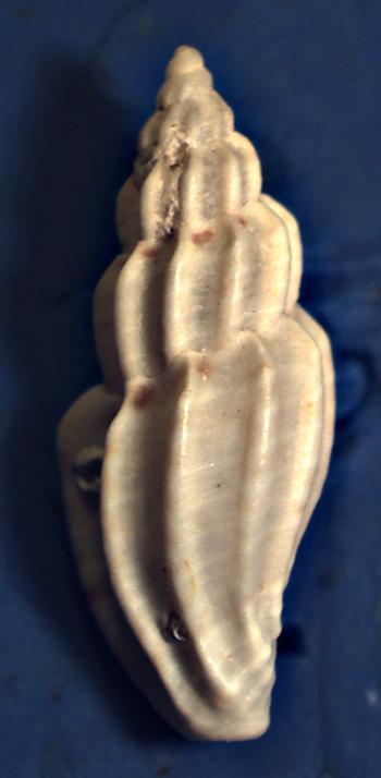 Mangelia unifasciata