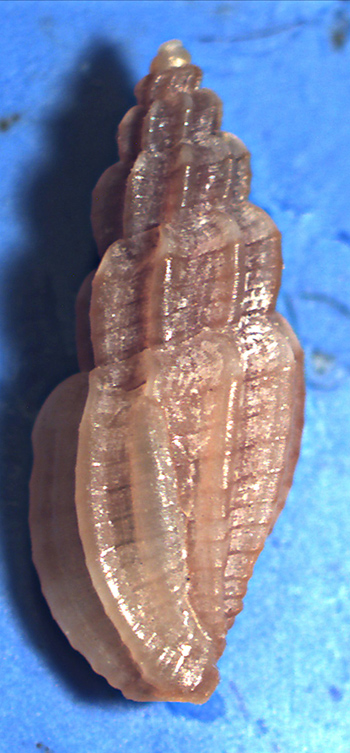Mangelia unifasciata