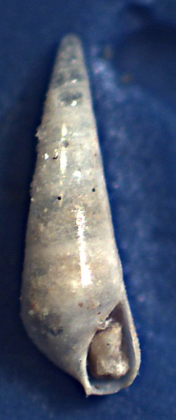 Eulimidae da riconoscere