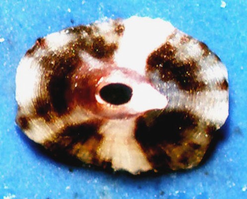 Puncturella noachina?= Fissurella nubecula juvenis