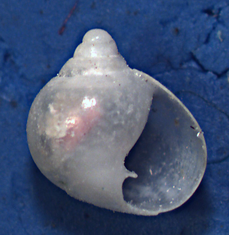 specie da determinare