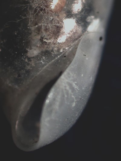 Melanella monterosatoi?