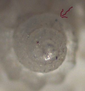 Mangelia unifasciata