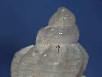 Mangelia unifasciata