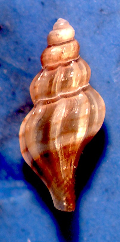 Mangelia tenuicostata?