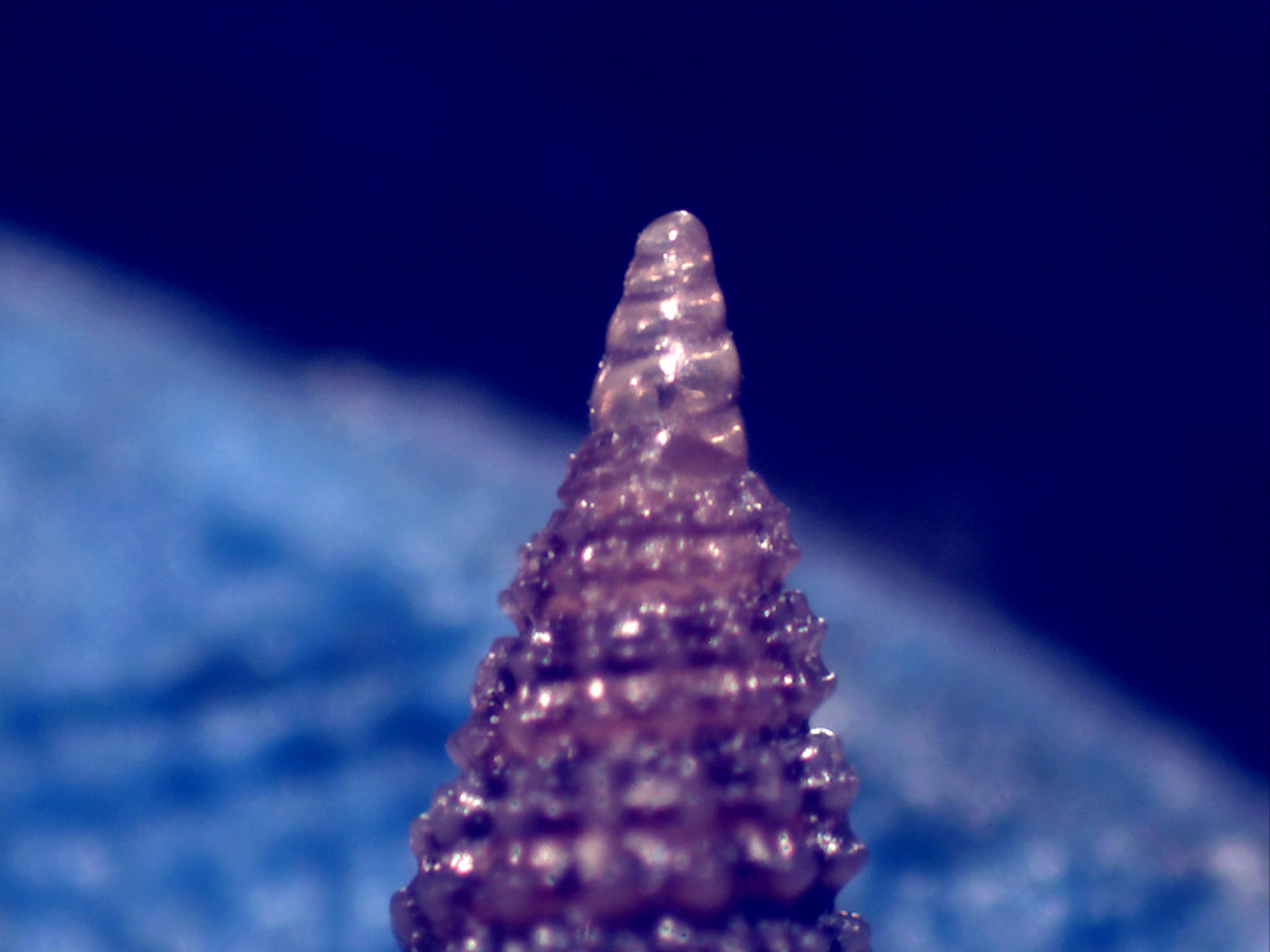 Cerithiopsis buzzurroi?